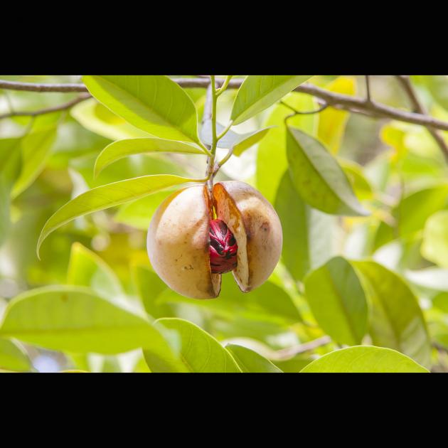 Macis Muskatblüte Oleoresin