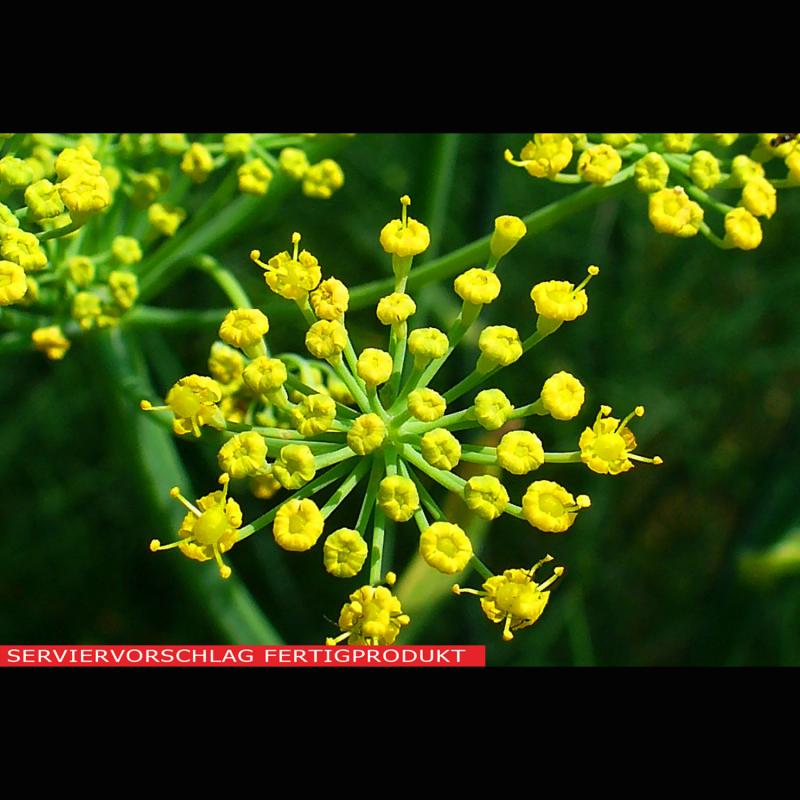 Fenchel gerebelt, Fenchelsamen geschrotet